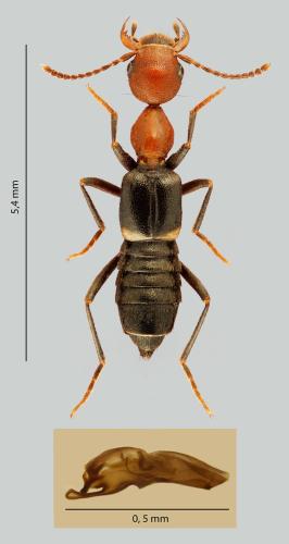 Rugilus festivus